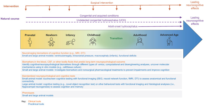 Research priorities for improving cognitive and neuropsychological outcomes in hydrocephalus.