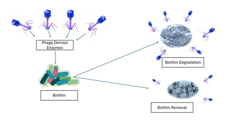 Public Health Threats Posed by Biofilms and Innovative Strategies for their Control.