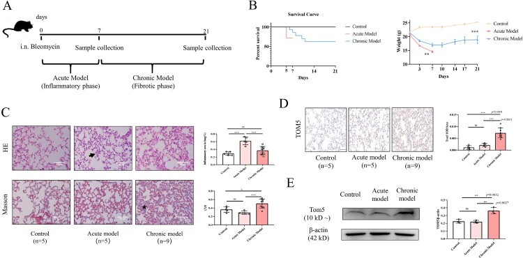 TOM5 regulates the mitochondrial membrane potential of alveolar epithelial cells in organizing pneumonia.