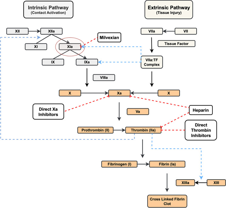 Milvexian: An Oral, Bioavailable Factor XIa Inhibitor.