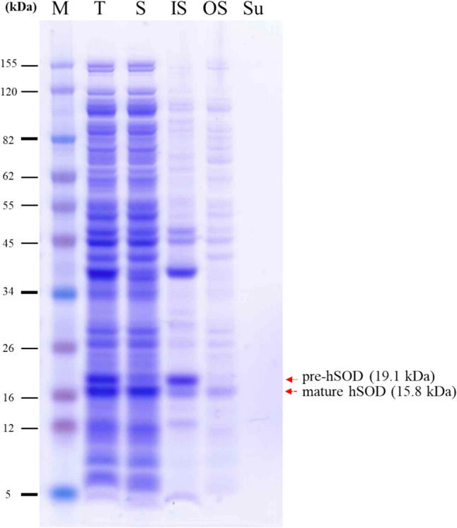 Comparative Secretory Efficiency of Two Chitosanase Signal Peptides from Bacillus subtilis in Escherichia coli.
