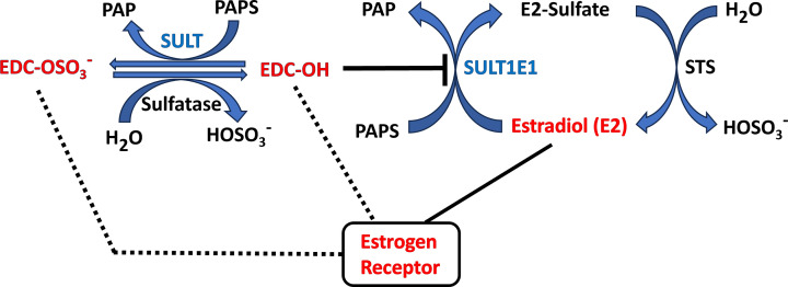 Cytosolic sulfotransferases in endocrine disruption.
