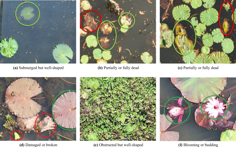 AqUavplant Dataset: A High-Resolution Aquatic Plant Classification and Segmentation Image Dataset Using UAV.