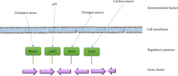 Anticancer Effect of Mycotoxins From <i>Penicillium aurantiogriseum</i>: Exploration of Natural Product Potential.