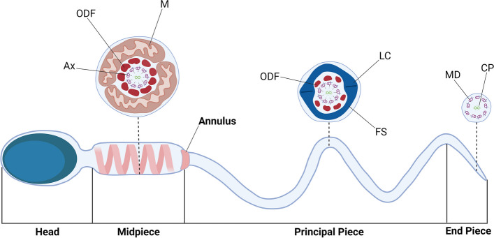 The annulus: composition, role and importance in sperm flagellum biogenesis and male fertility.