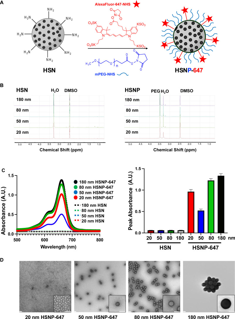 Size-dependent Nanoparticle Accumulation In Venous Malformations.