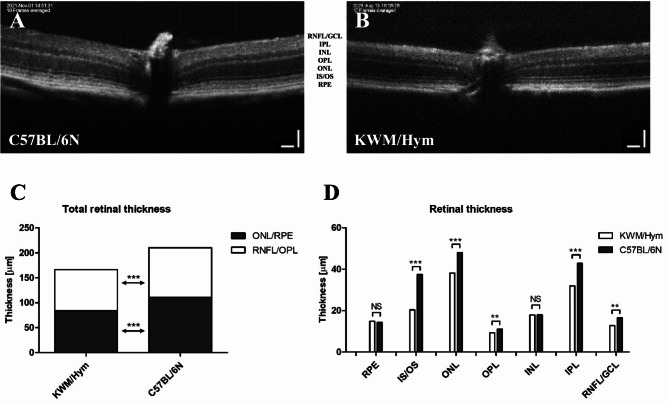 Characteristic visual phenotypes in Korean wild mice (KWM/Hym).