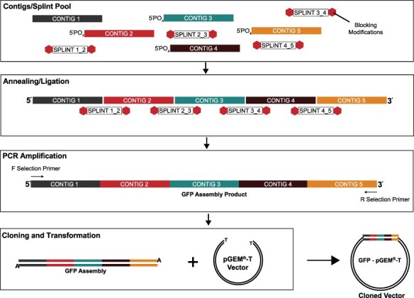 Inert splint-driven oligonucleotide assembly.