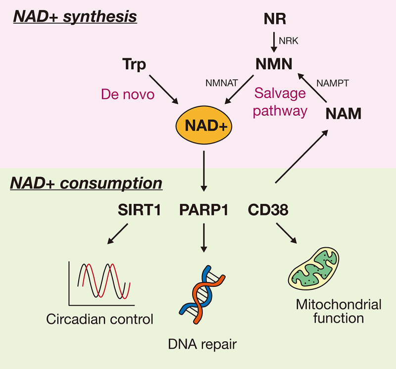 Function of NAD metabolism in white adipose tissue: lessons from mouse models.
