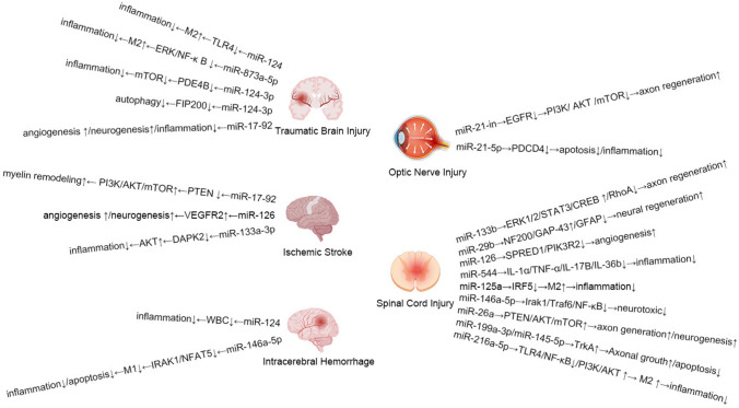 Exosomal MiRNA Therapy for Central Nervous System Injury Diseases.