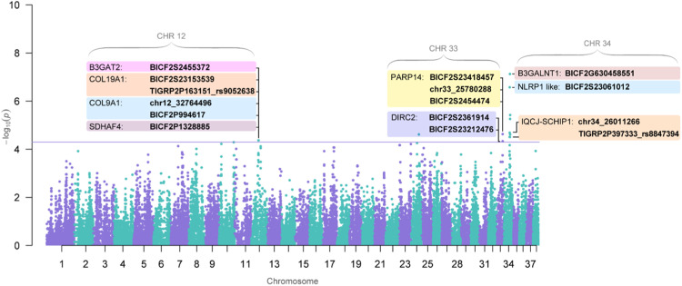 Identification of genes associated with longevity in dogs: 9 candidate genes described in Cavalier King Charles Spaniel