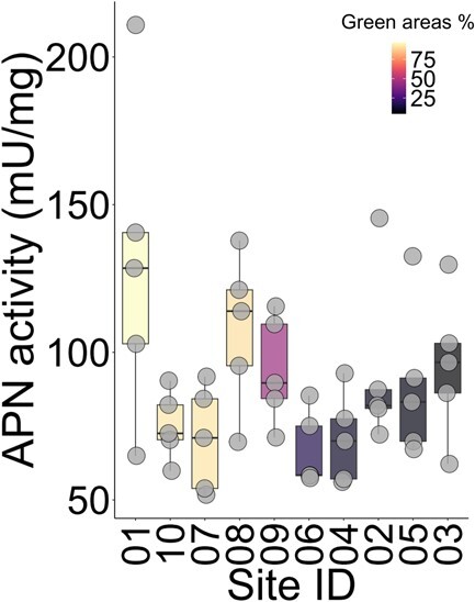 Urbanization-driven environmental shifts cause reduction in aminopeptidase N activity in the honeybee.