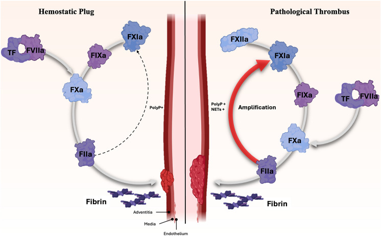 Milvexian: An Oral, Bioavailable Factor XIa Inhibitor.