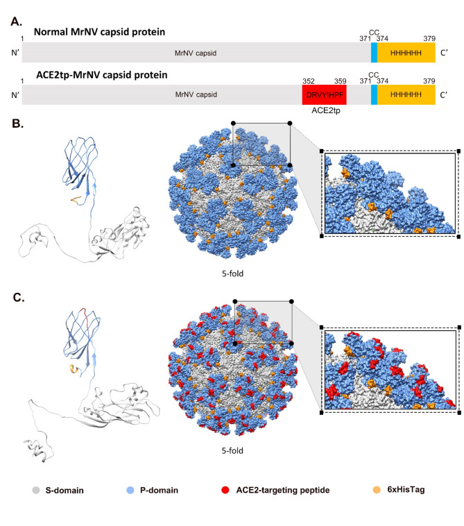 Development of chimeric MrNV virus-like particles capable of binding to SARS-CoV-2-susceptible cells and reducing infection by pseudovirus variants.