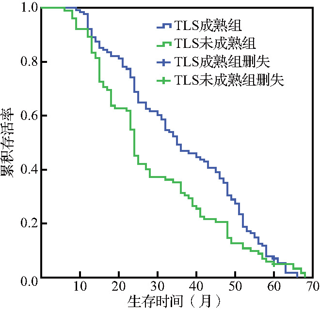 [Clinical significance of tertiary lymphoid structure maturity in colorectal cancer patients].