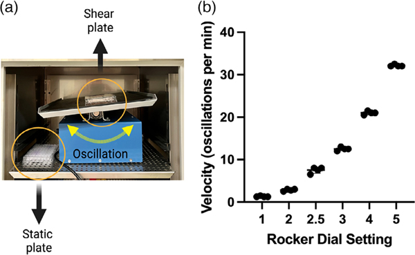 Effects of fluid shear stress on oral biofilm formation and composition and the transcriptional response of Streptococcus gordonii.