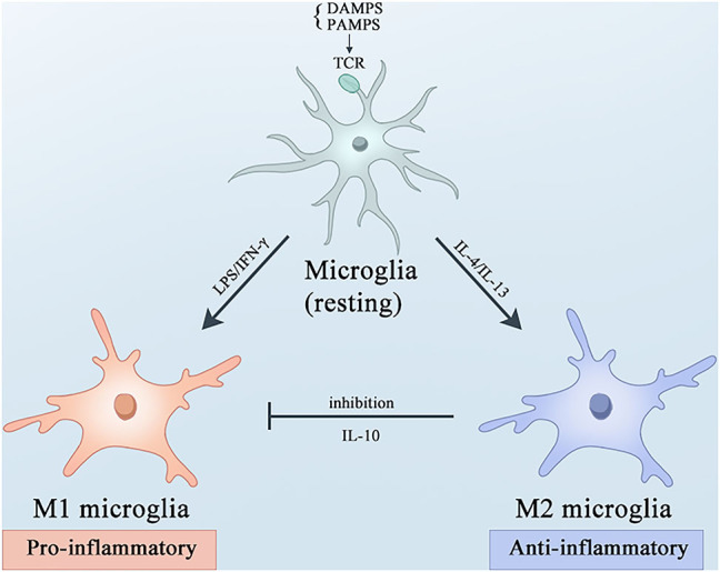 Immune cells in Alzheimer's disease: insights into pathogenesis and potential therapeutic targets.