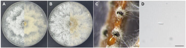 Four Unrecorded Species of Endophytic <i>Diaporthe</i> (Sordariomycetes) in Korea.