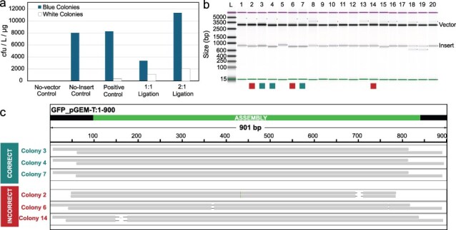 Inert splint-driven oligonucleotide assembly.