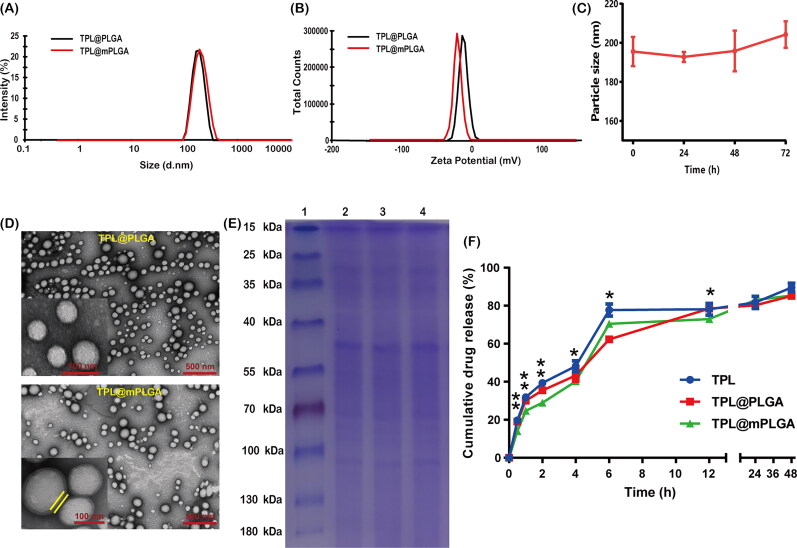 Homotypic cell membrane-camouflaged biomimetic PLGA nanoparticle loading triptolide for the treatment of hepatocellular carcinoma.