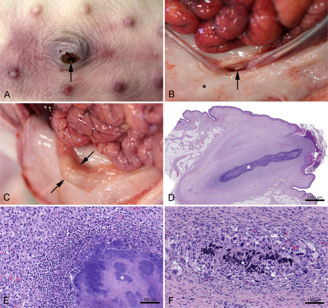 Does lifting female piglets by one hind leg increase the risk of umbilical and hind leg lesions?