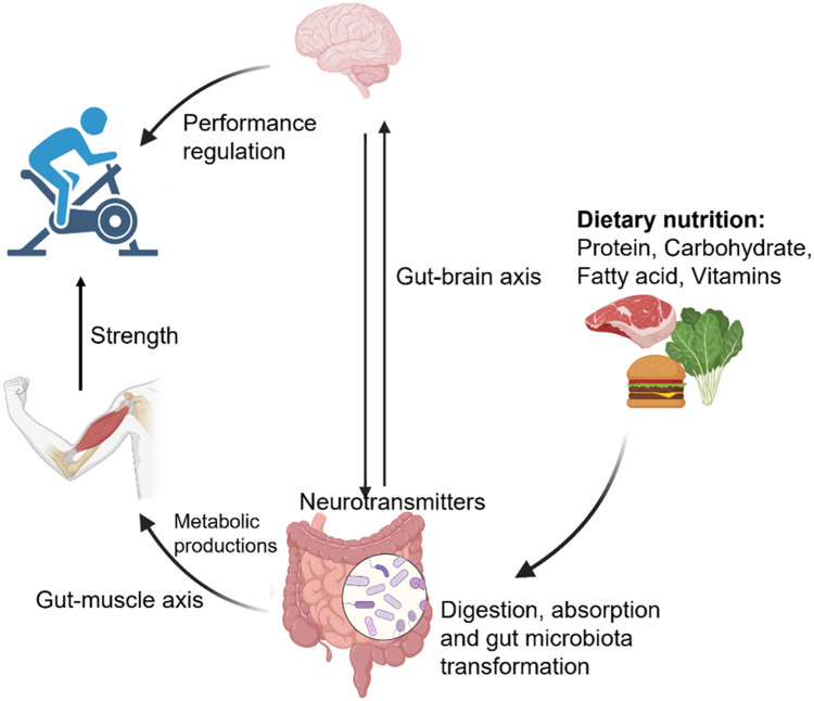Microbial Champions: The Influence of Gut Microbiota on Athletic Performance via the Gut-Brain Axis.