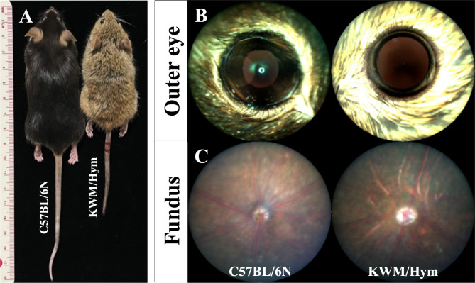 Characteristic visual phenotypes in Korean wild mice (KWM/Hym).