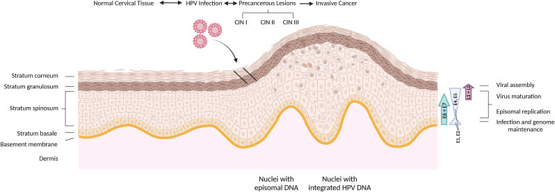 Too many cooks in the kitchen: HPV driven carcinogenesis – The result of collaboration or competition?