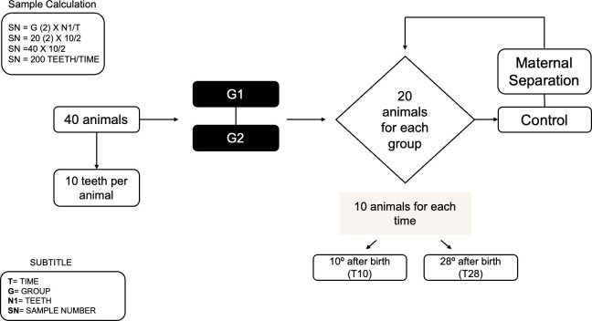 Study protocol on the impact of postnatal maternal separation stress on dental enamel formation in a murine experimental model.