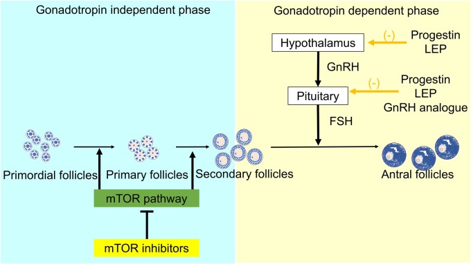 mTOR inhibitors as potential therapeutics for endometriosis: a narrative review.
