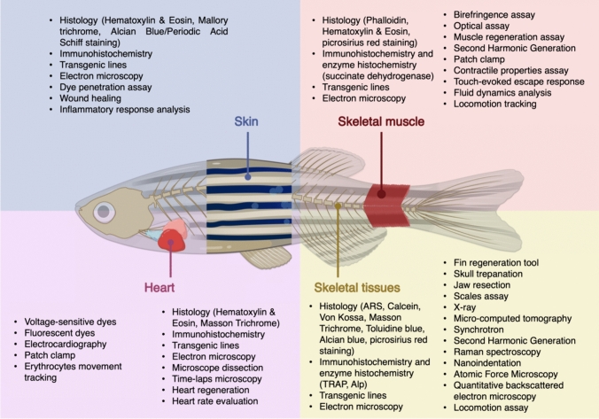 Zebrafish Models for Skeletal and Extraskeletal Osteogenesis Imperfecta Features: Unveiling Pathophysiology and Paving the Way for Drug Discovery.