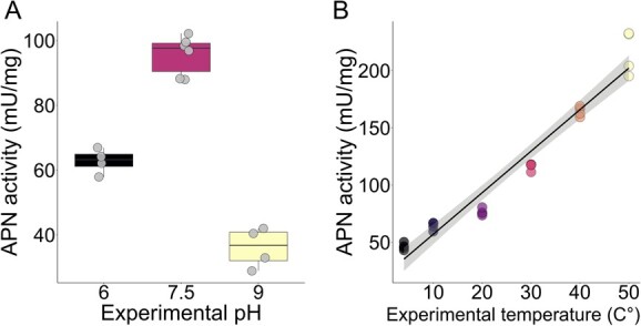 Urbanization-driven environmental shifts cause reduction in aminopeptidase N activity in the honeybee.