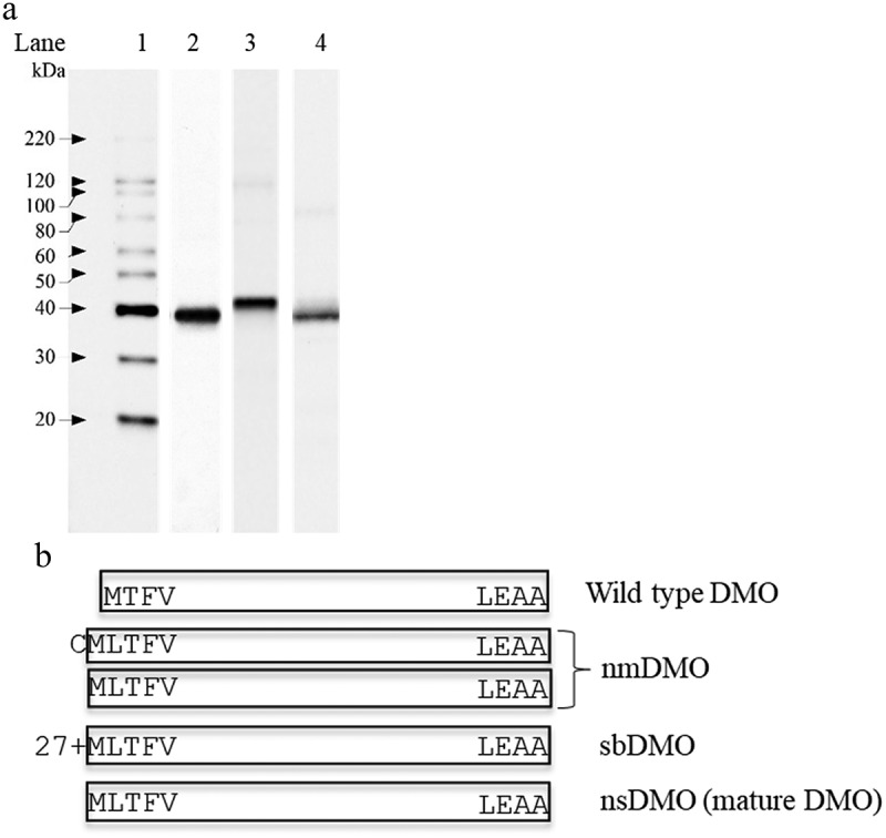 Risk assessment of homologous variants of biotech trait proteins using a bridging approach.