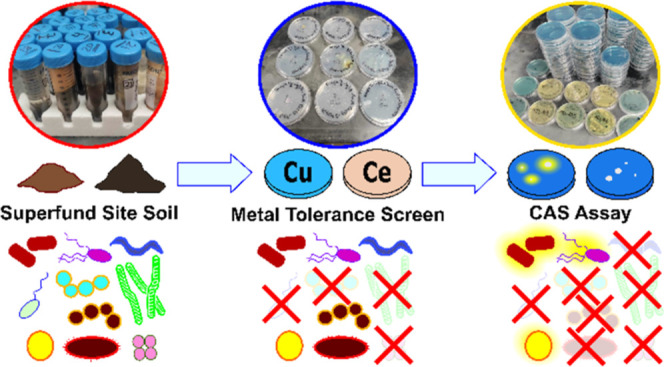Dual Screen for Metal-Tolerant Metallophore Producers Evaluated with Soil from the Carpenter Snow Creek Site, a Heavy-Metal-Toxified Site in Montana.