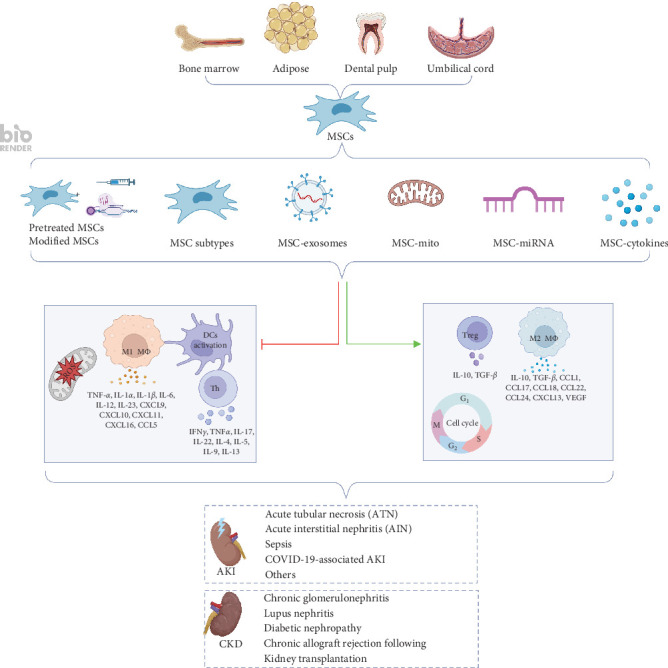 Narrative Review of Mesenchymal Stem Cell Therapy in Renal Diseases: Mechanisms, Clinical Applications, and Future Directions.