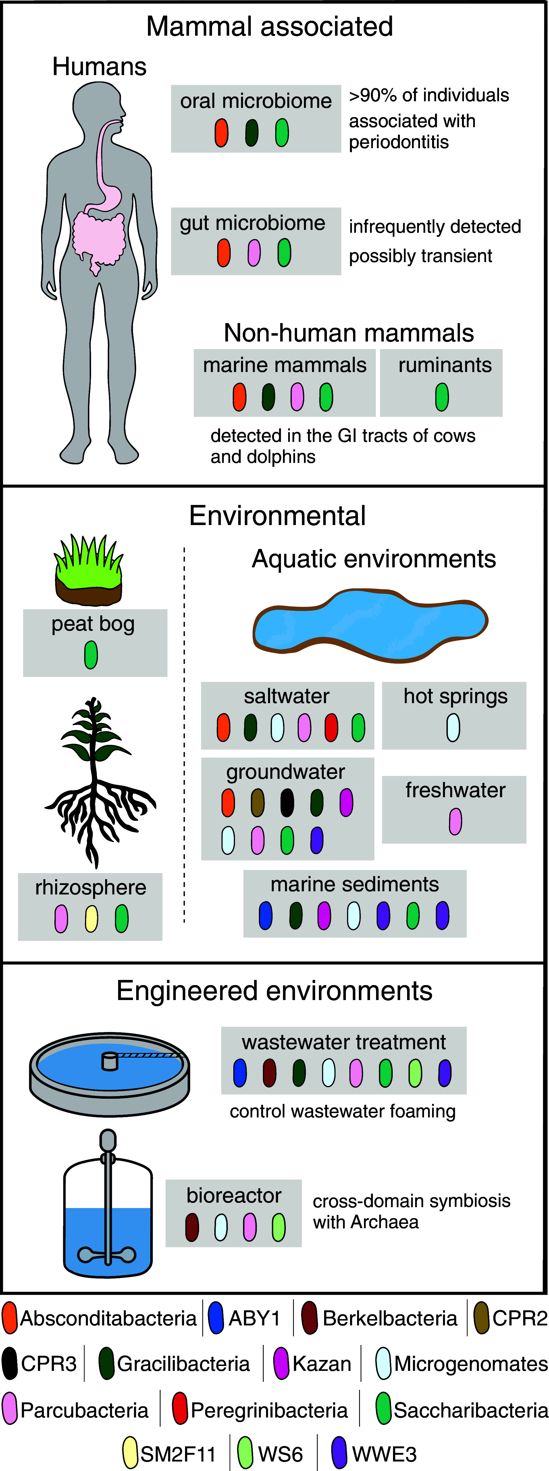 Beyond genomics in Patescibacteria: A trove of unexplored biology packed into ultrasmall bacteria.