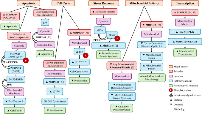 Mitochondrial ribosomal proteins in metastasis and their potential use as prognostic and therapeutic targets.