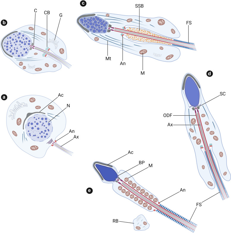 The annulus: composition, role and importance in sperm flagellum biogenesis and male fertility.