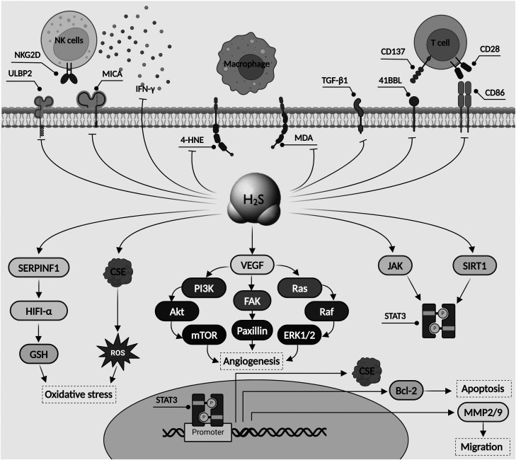 Emerging roles of hydrogen sulfide-metabolizing enzymes in cancer.