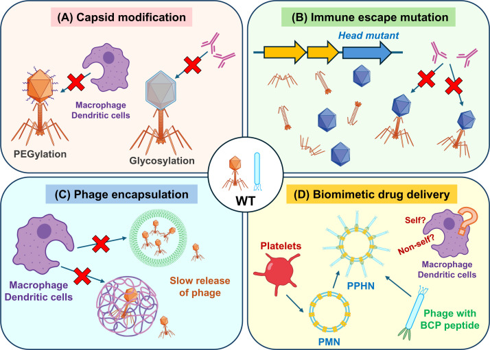 Phage-specific antibodies: are they a hurdle for the success of phage therapy?