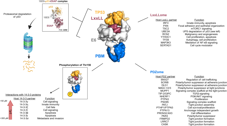 Too many cooks in the kitchen: HPV driven carcinogenesis – The result of collaboration or competition?
