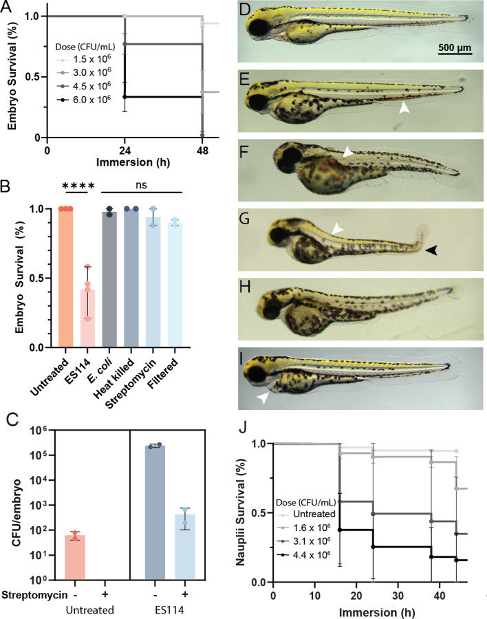 A mutualistic model bacterium is lethal to non-symbiotic hosts via the type VI secretion system.