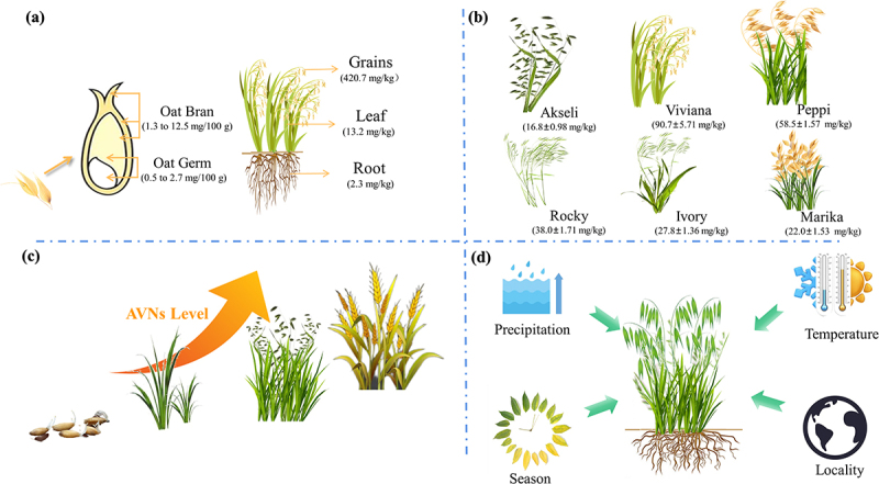 Phenolic amides (avenanthramides) in oats - an update review.