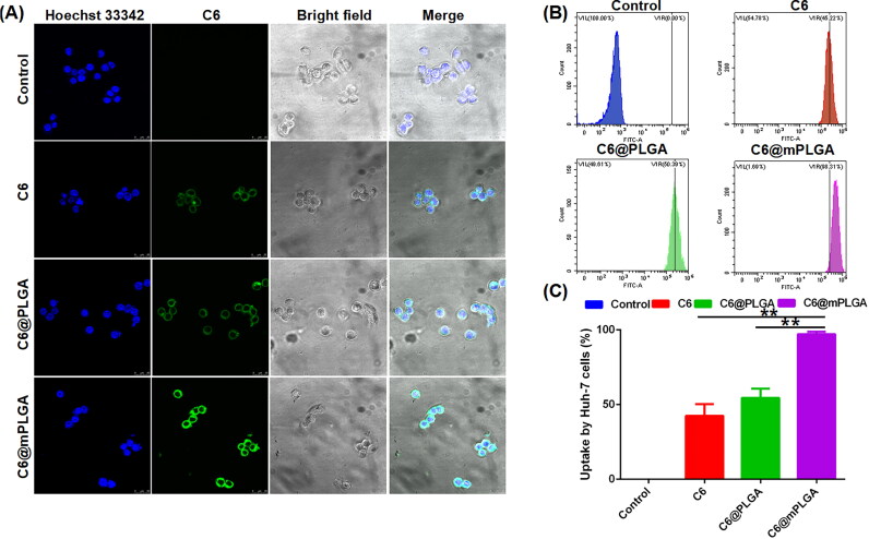 Homotypic cell membrane-camouflaged biomimetic PLGA nanoparticle loading triptolide for the treatment of hepatocellular carcinoma.