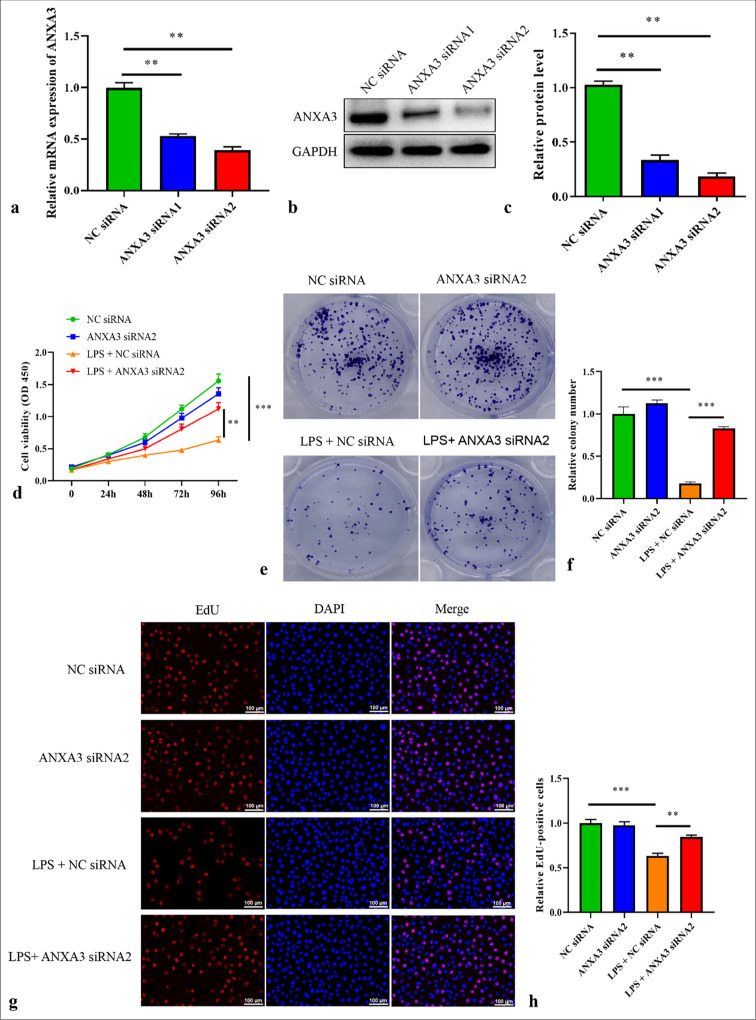 Knocking-down annexin A3 suppresses inflammation, oxidative stress, apoptosis, and endoplasmic reticulum stress to attenuate sepsis-induced acute kidney injury in HK2 cells.