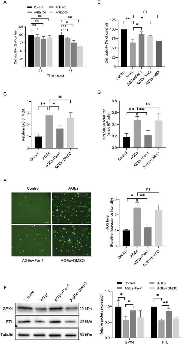 Berberine alleviates AGEs-induced ferroptosis by activating NRF2 in the skin of diabetic mice.