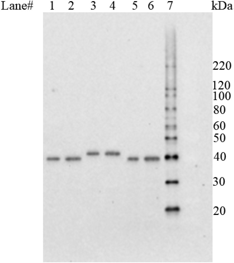 Risk assessment of homologous variants of biotech trait proteins using a bridging approach.