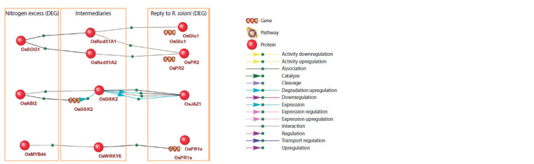 Computational identification of promising genetic markers associated with molecular mechanisms of reduced rice resistance to Rhizoctonia solani under excess nitrogen fertilization using gene network reconstruction and analysis methods.