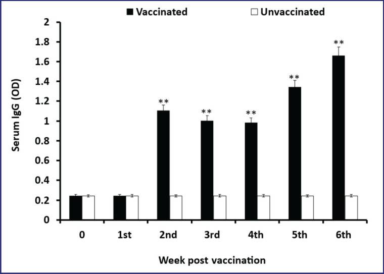 Immune response and protective efficacy of an experimentally developed inactivated oil adjuvant <i>Brucella abortus</i> vaccine in BALB/c mice.