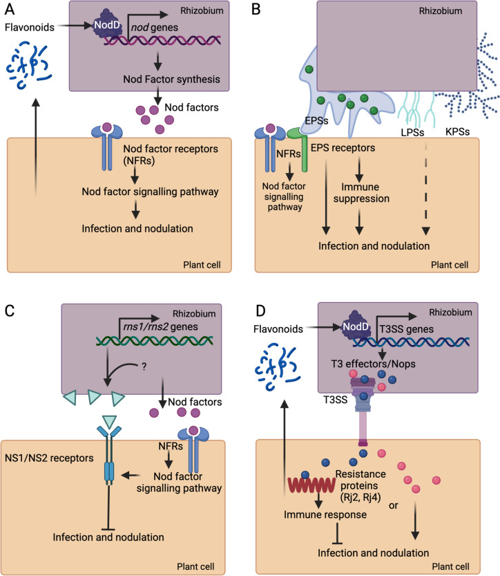 Enacting partner specificity in legume-rhizobia symbioses.